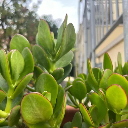 Incantevole Salicornia Vicino E Centro! By Alfareal * Castiglione della Pescaia